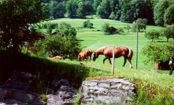 Horses